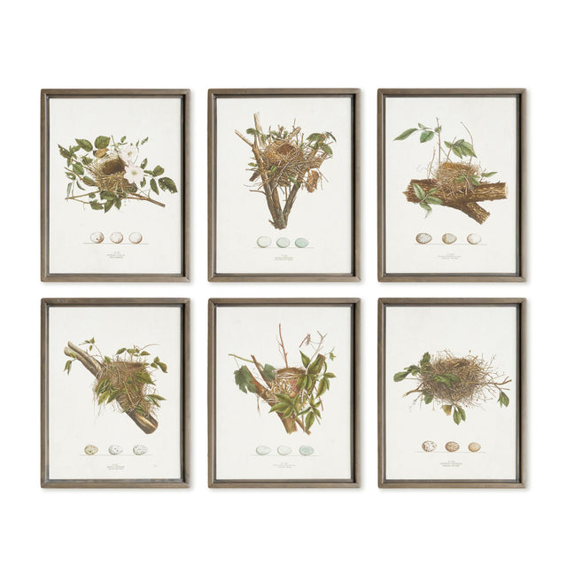 Napa  ASSORTED BIRD NEST STUDY ST/6
