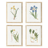 Napa  ASSORTED PRESSED FLOWER STUDY ST/4