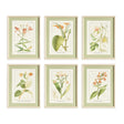 Napa  ASSORTED BLOOMING PLANT STUDY ST/6