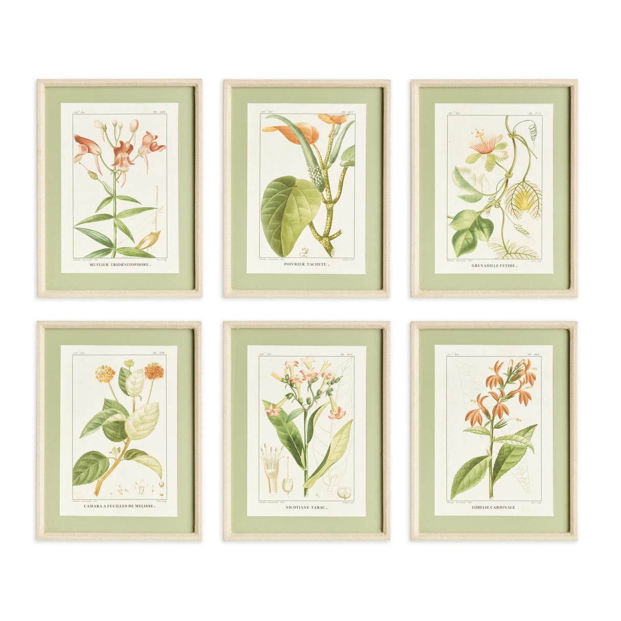 Napa  ASSORTED BLOOMING PLANT STUDY ST/6
