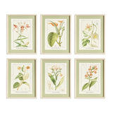 Napa  ASSORTED BLOOMING PLANT STUDY ST/6