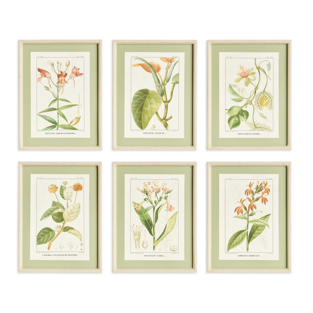 Napa  ASSORTED BLOOMING PLANT STUDY ST/6