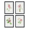 Napa  BLUSH BLOOMS STUDY ST/4