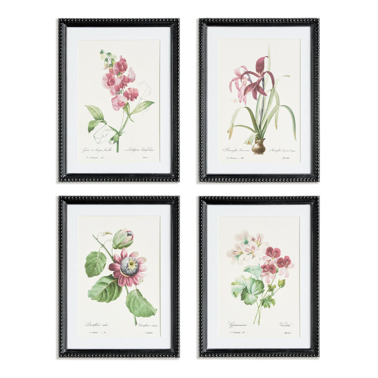 Napa  BLUSH BLOOMS STUDY ST/4