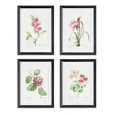 Napa  BLUSH BLOOMS STUDY ST/4
