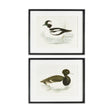 Napa  WADING DUCK PRINTS ST/2