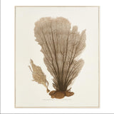 Napa  CORAL FAN GICLEE