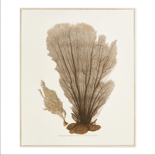 Napa  CORAL FAN GICLEE