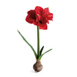 Napa  AMARYLLIS BULB ST/2