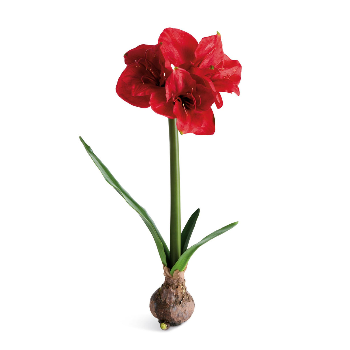 Napa  AMARYLLIS BULB ST/2