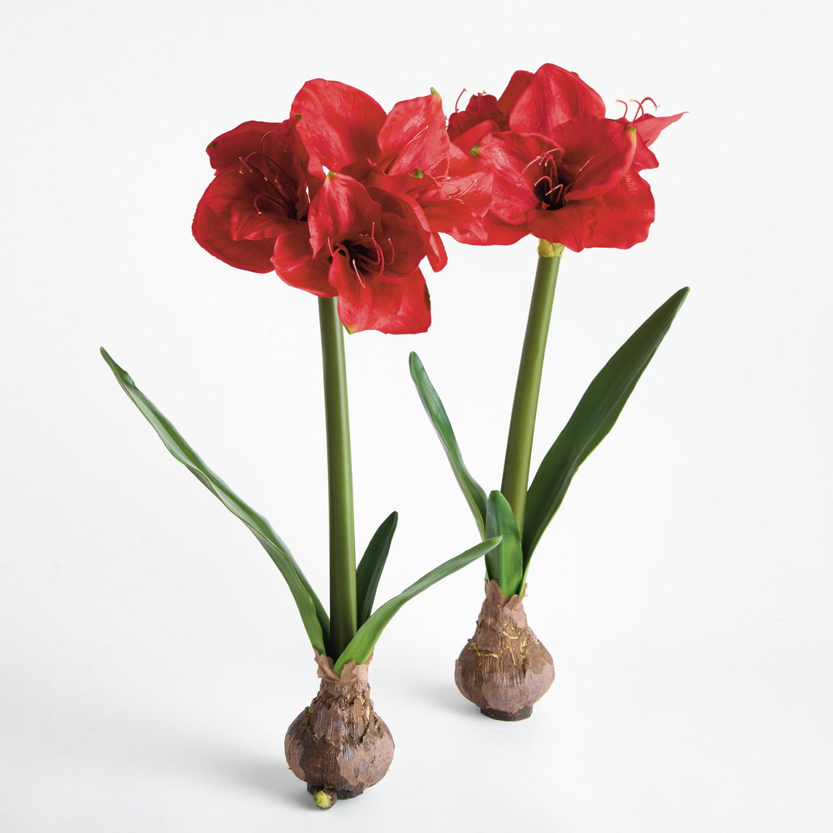 Napa  AMARYLLIS BULB ST/2
