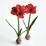 Napa  AMARYLLIS BULB ST/2
