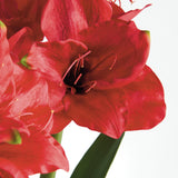 Napa  AMARYLLIS BULB ST/2