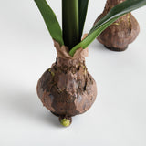 Napa  AMARYLLIS BULB ST/2