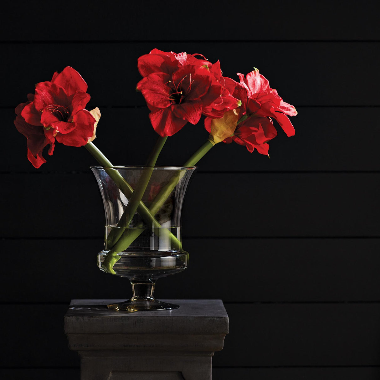 Napa  AMARYLLIS BULB ST/2