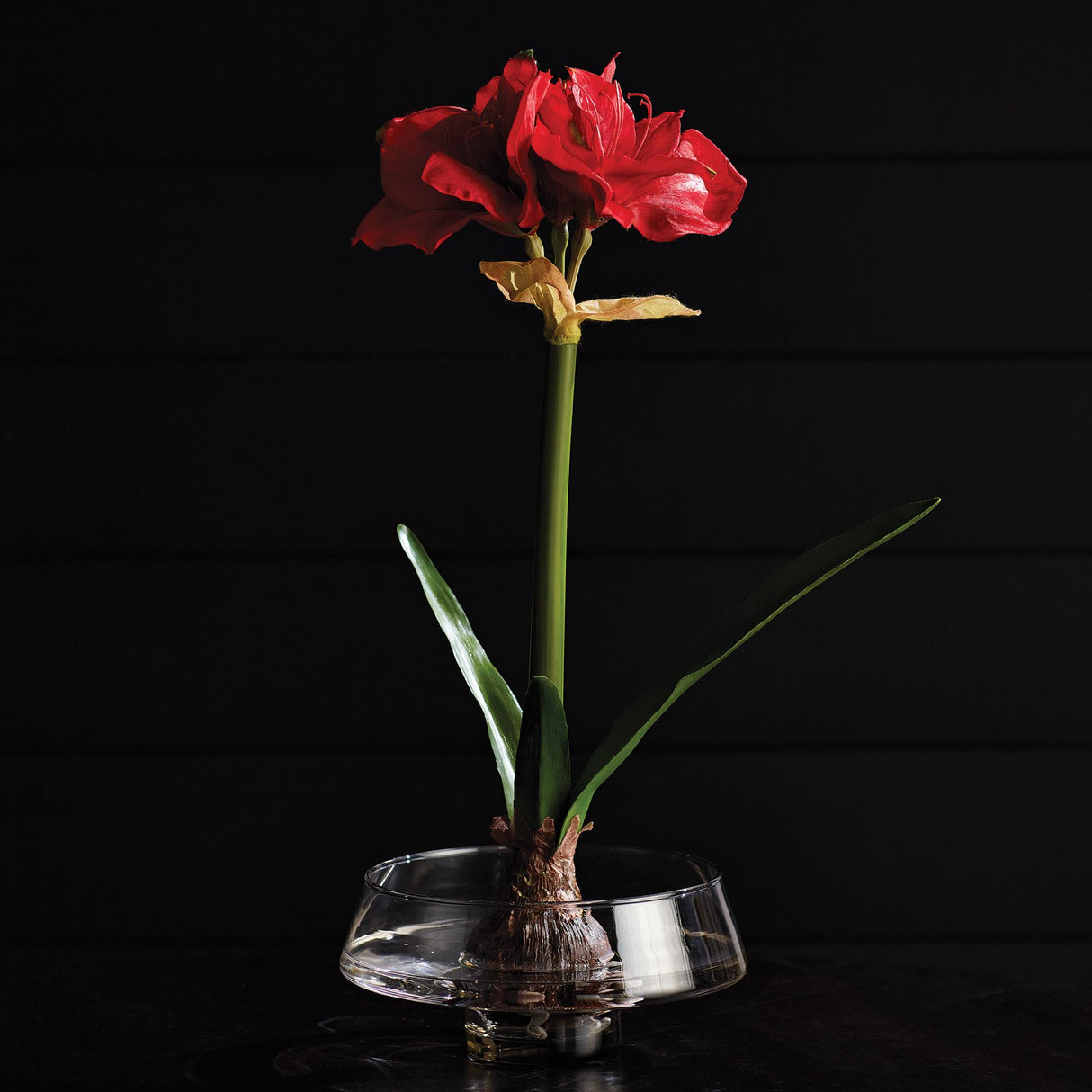 Napa  AMARYLLIS BULB ST/2