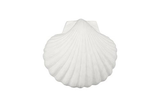 Phillips Collection Sea Shell White Stone Wall Art