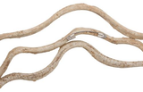 Phillips Collection Vine Rings Set of 2 Accent
