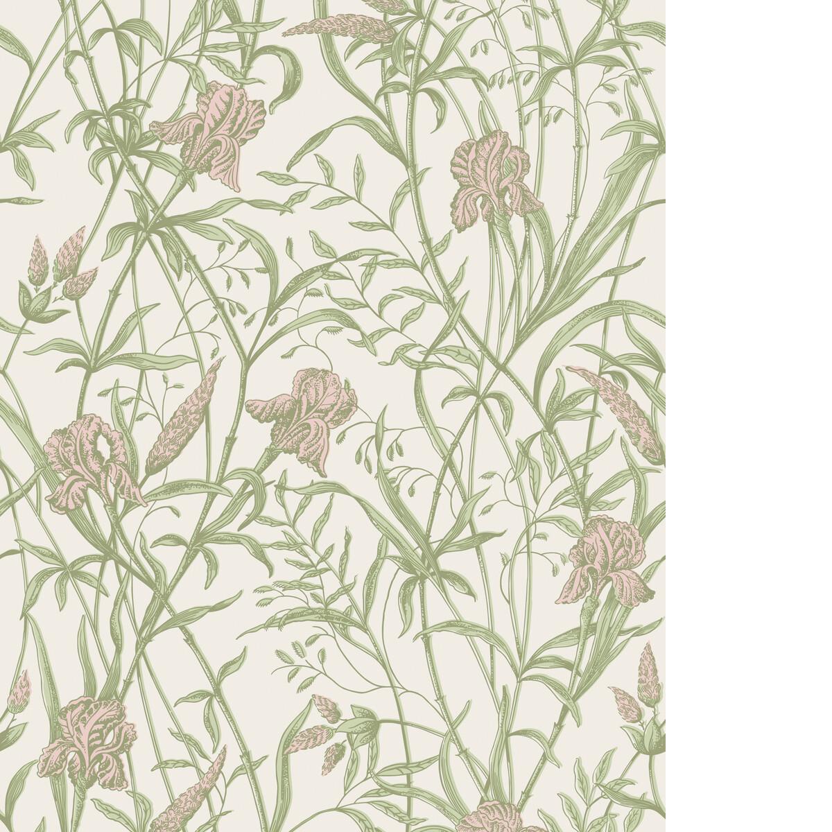 Cole & Son IRIS SOFT CORAL ON CHALK Wallpaper