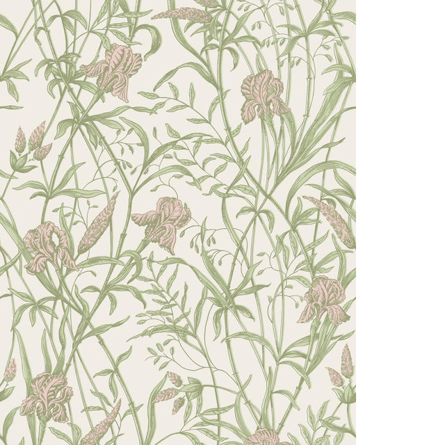 Cole & Son IRIS SOFT CORAL ON CHALK Wallpaper
