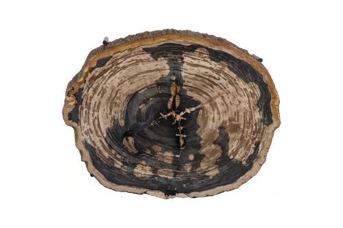 Phillips Collection Chaka Petrified , Mixed With Black Legs Coffee Table