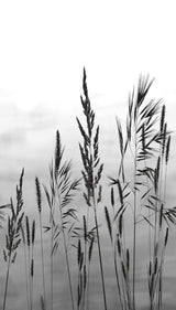 Veer Decor Willow Grass White Wall Mural