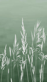 Veer Decor Willow Grass Green Wall Mural