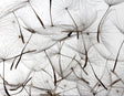 Veer Decor Floating Wishes Wall Mural