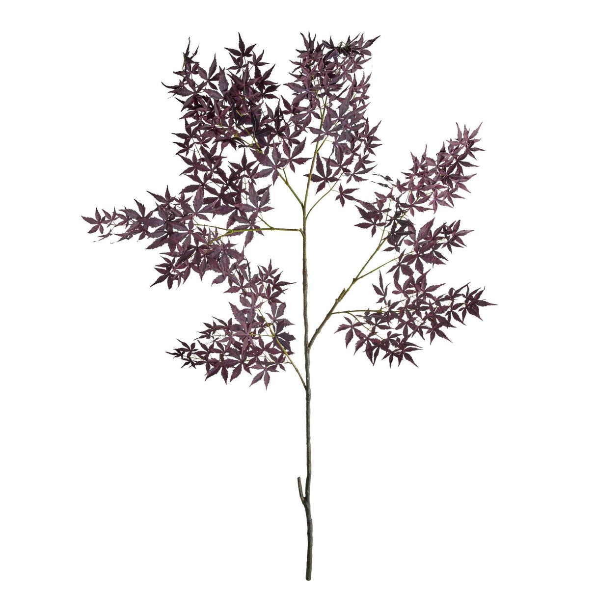 Napa  MAPLE SPRAY 71"