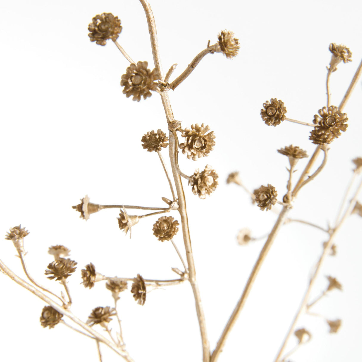 Napa  GILDED BABY'S BREATH STEMS 31" ST/4