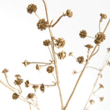 Napa  GILDED BABY'S BREATH STEMS 31" ST/4