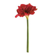 Napa  AMARYLLIS STEMS ST/2