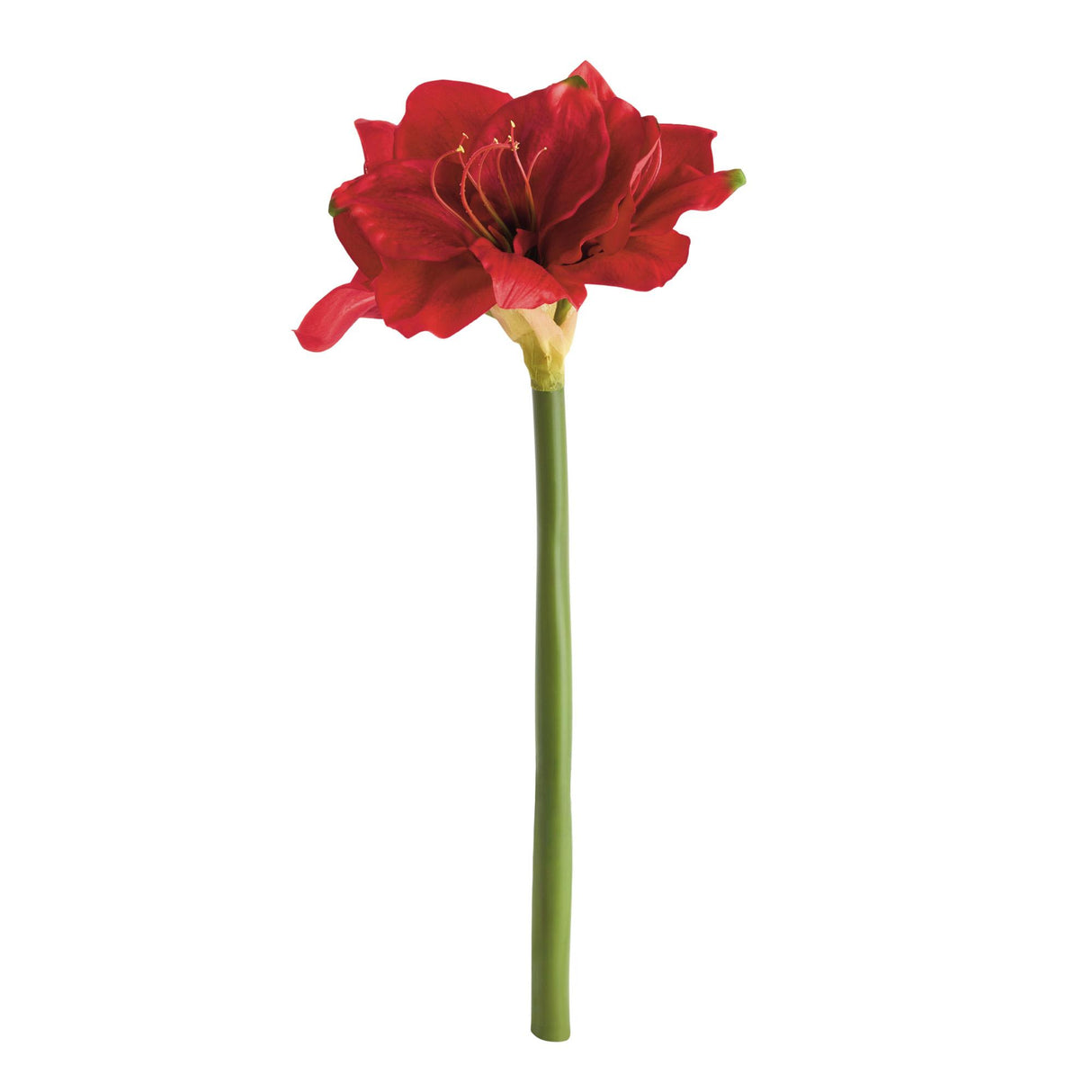 Napa  AMARYLLIS STEMS ST/2