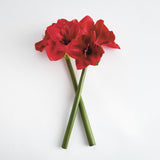 Napa  AMARYLLIS STEMS ST/2