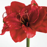 Napa  AMARYLLIS STEMS ST/2