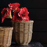 Napa  AMARYLLIS STEMS ST/2