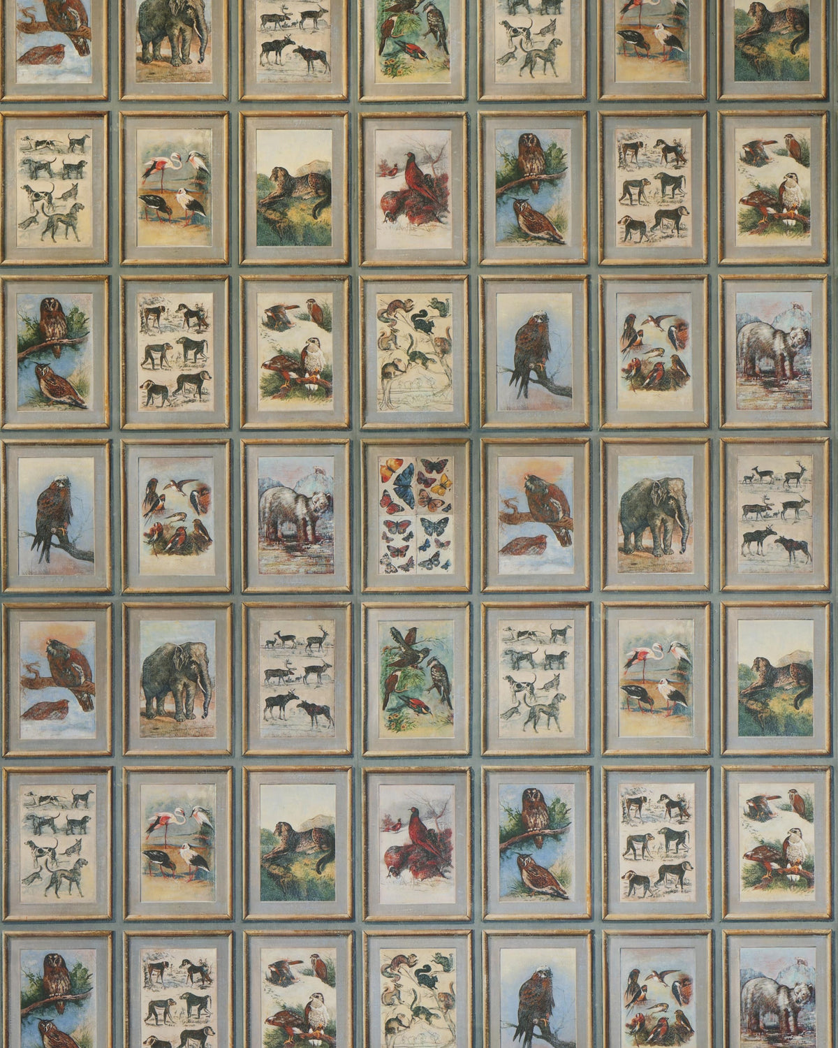 Andrew Martin ZOOLOGY NEUTRAL Wallpaper