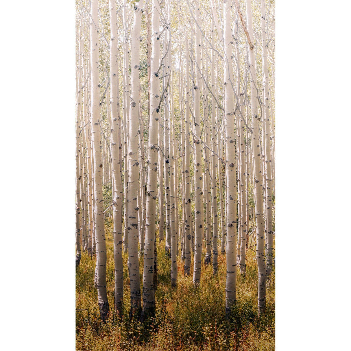 Galerie A42601 Orom II Trees all-over Gold Mural A42601 Gold Mural