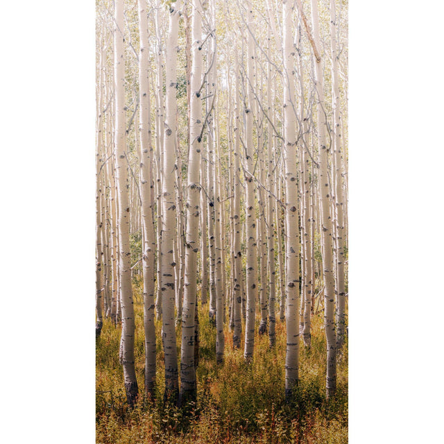Galerie A42601 Orom II Trees all-over Gold Mural A42601 Gold Mural
