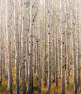 Galerie A42601 Orom II Trees all-over Gold Mural A42601 Gold Mural