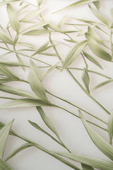 Veer Decor Sylvan Bamboo Fronds Green Wallpaper