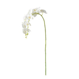Napa White PHALAENOPSIS ORCHID STEMS 28" ST/4