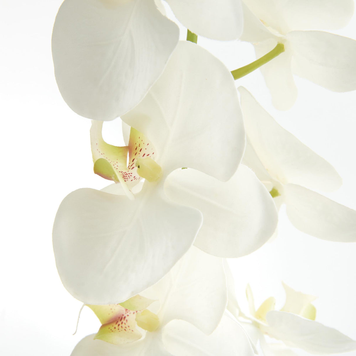 Napa White PHALAENOPSIS ORCHID STEMS 28" ST/4
