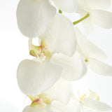 Napa White PHALAENOPSIS ORCHID STEMS 28" ST/4