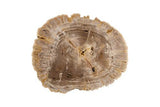 Phillips Collection Tero Petrified , Brass Legs Brown Coffee Table