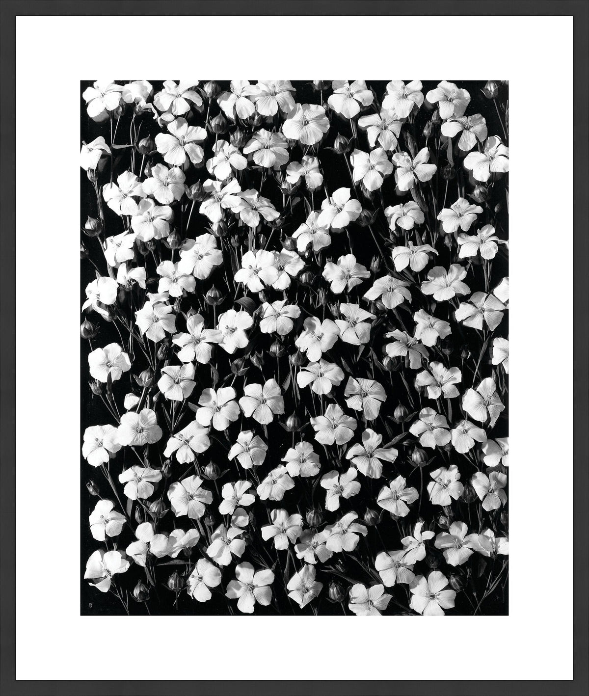 Surya Array of Floral ARFL-001 23"H x 20"W x 1"D Art