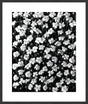 Surya Array of Floral ARFL-001 38"H x 32"W x 1"D Art