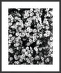 Surya Array of Floral ARFL-004 38"H x 32"W x 1"D Art