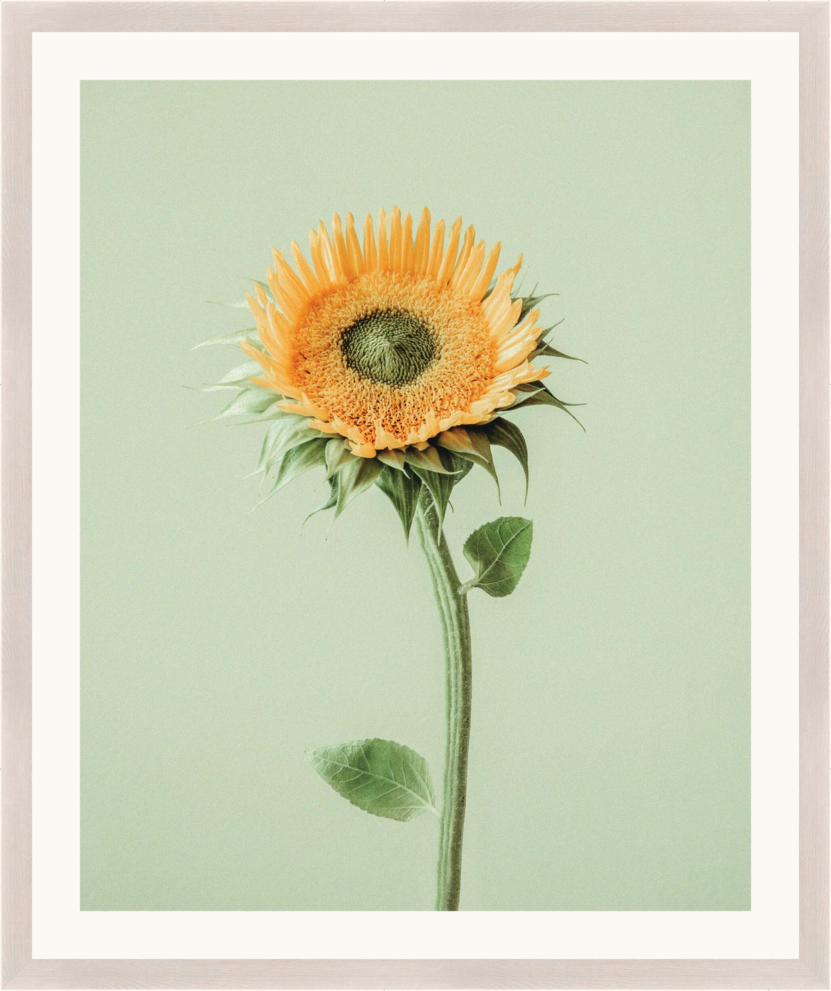 Surya Atonement Petals ATON-003 24"H x 20"W x 1"D Art