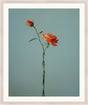 Surya Atonement Petals ATON-004 35"H x 29"W x 1"D Art